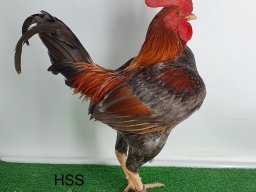 1.0 blau-goldhalsig v97 hannah klemm